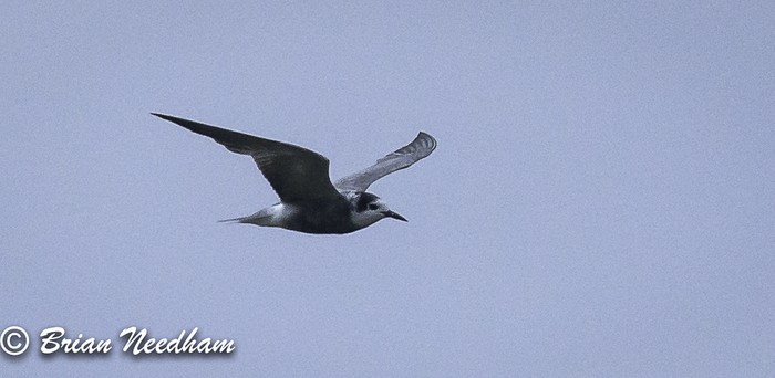 Black Tern