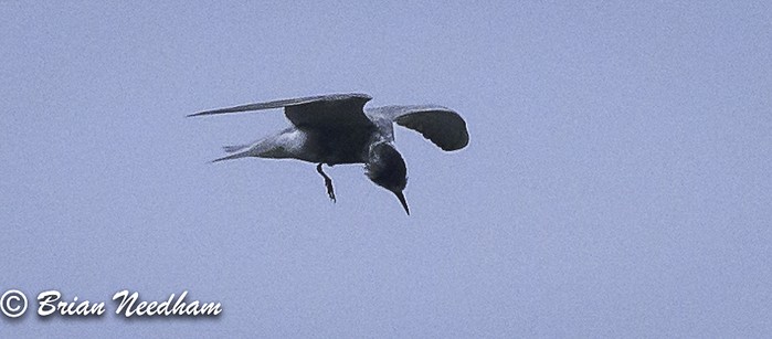 Black Tern