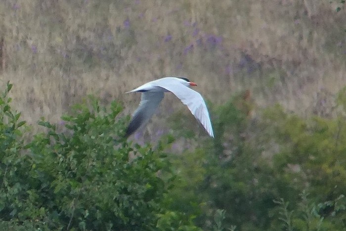 Caspian Tern