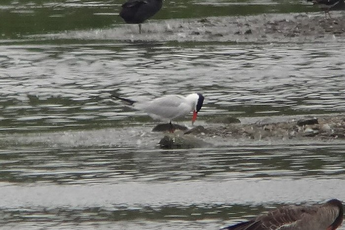 Caspian Tern