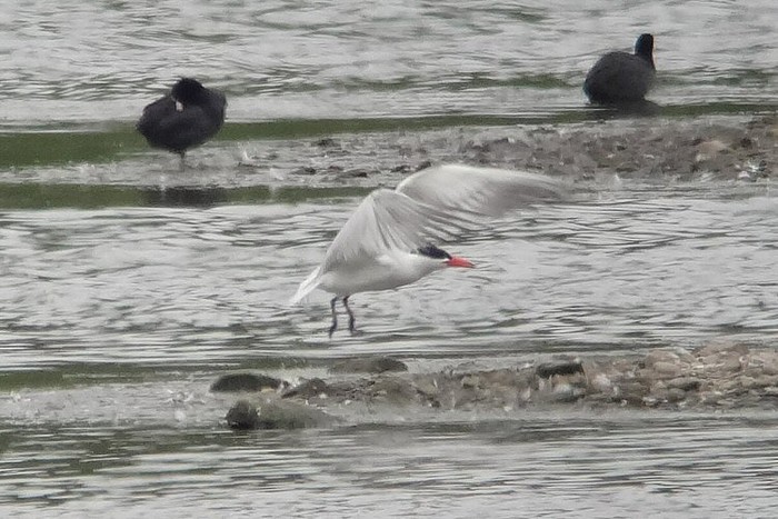 Caspian Tern