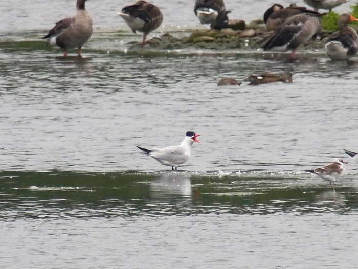 Caspian Tern