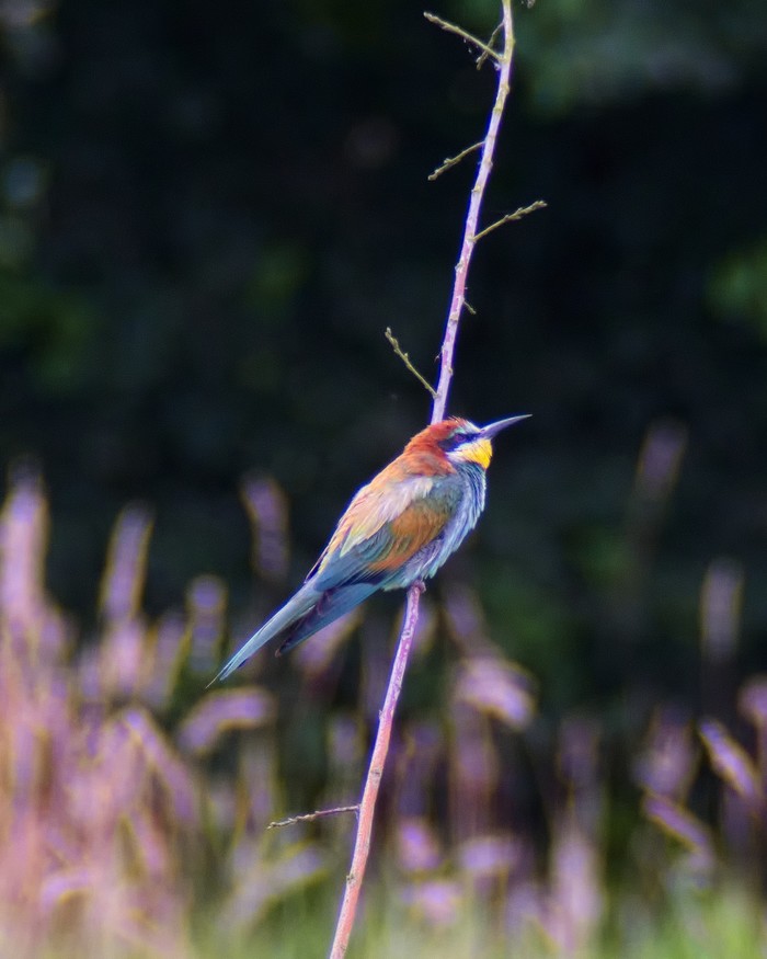 Bee-eater
