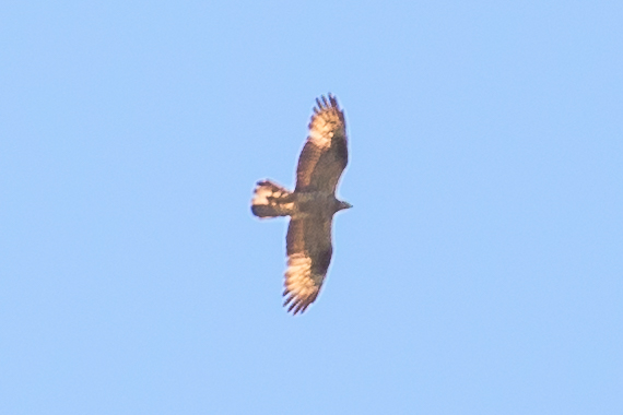Honey Buzzard