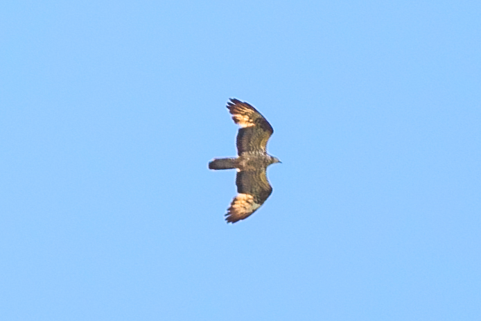 Honey Buzzard