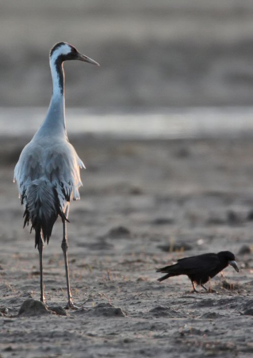 Common Crane