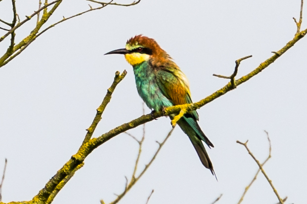 Bee-eater