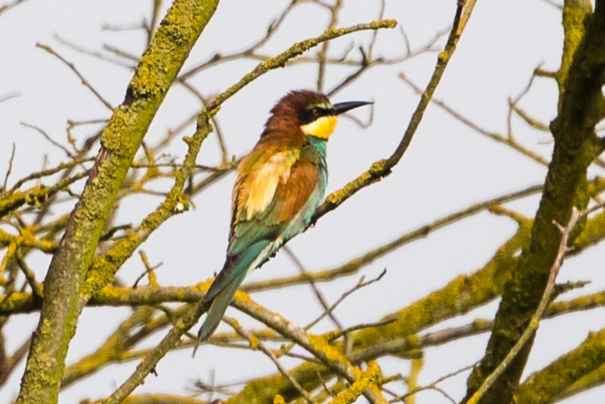 Bee-eater