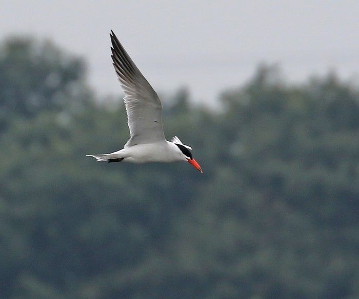 Caspian Tern