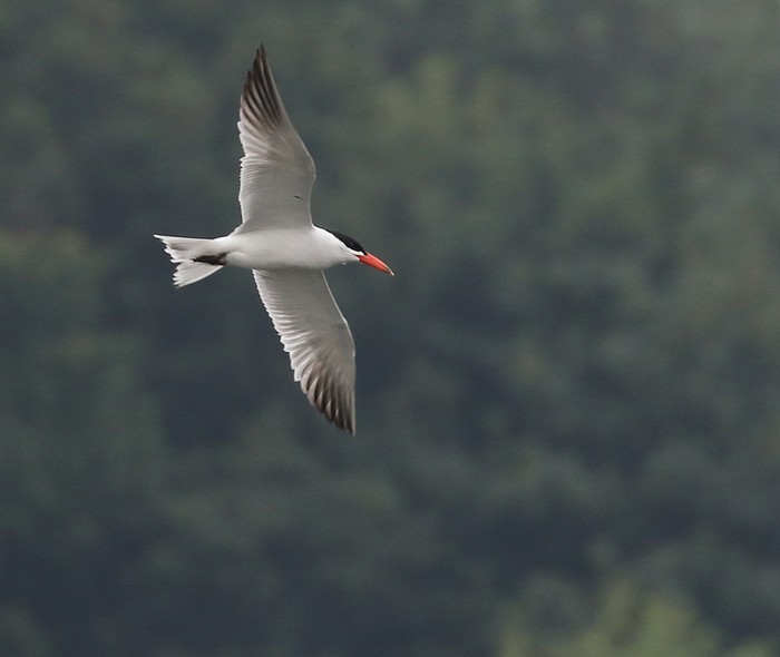 Caspian Tern