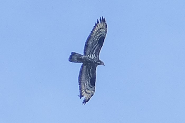Honey Buzzard