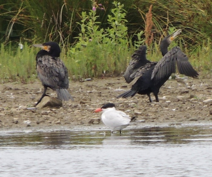 Caspian Tern