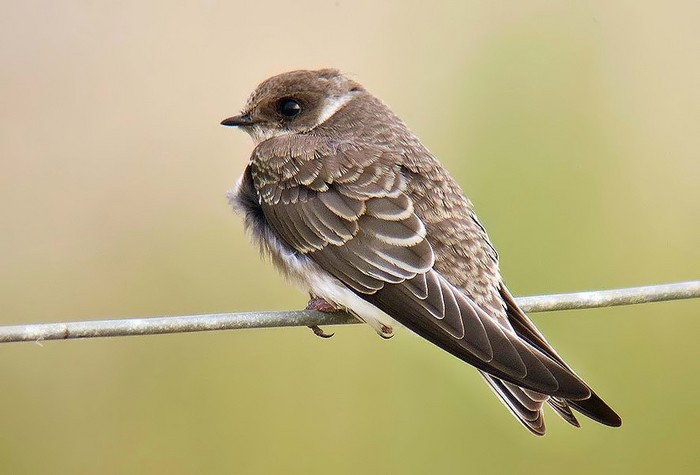 Sand Martin