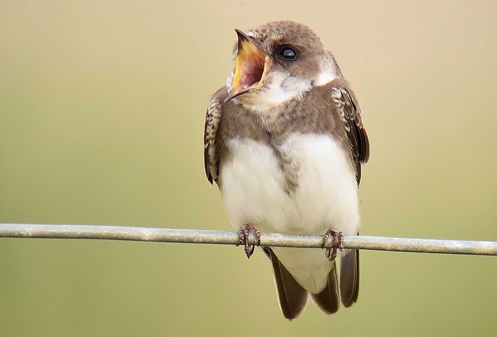 Sand Martin