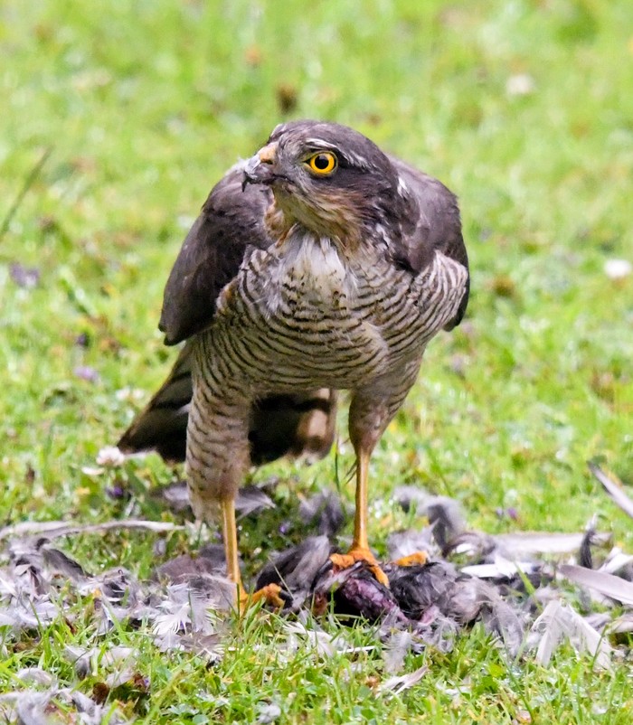 Sparrowhawk