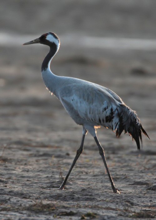Common Crane