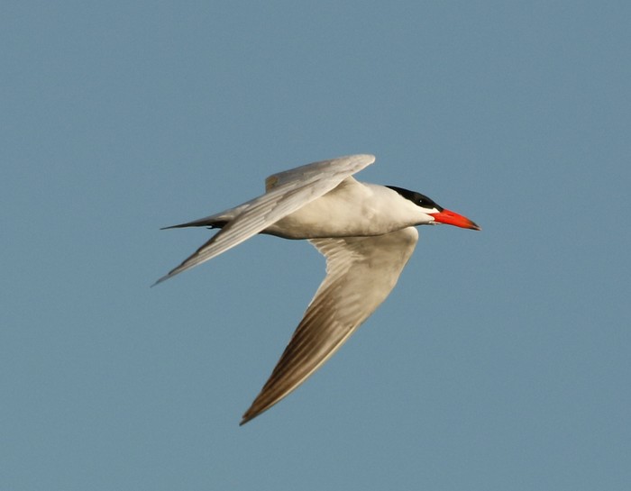Caspian Tern
