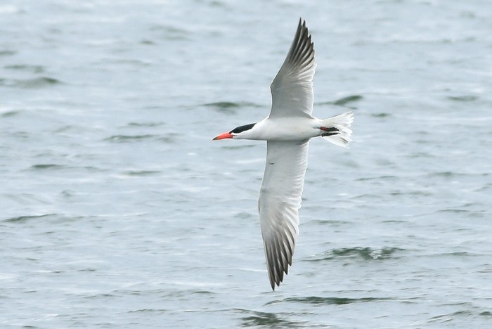 Caspian Tern