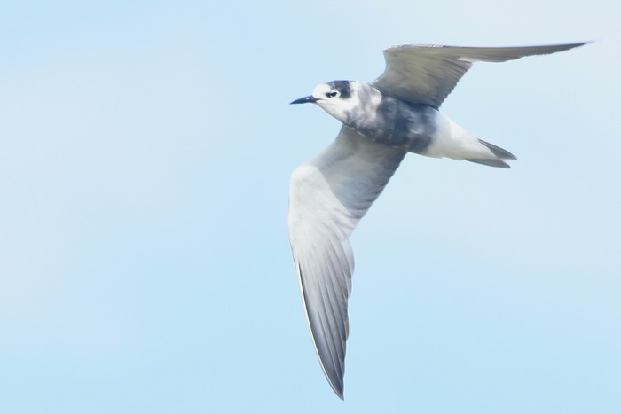 Black Tern