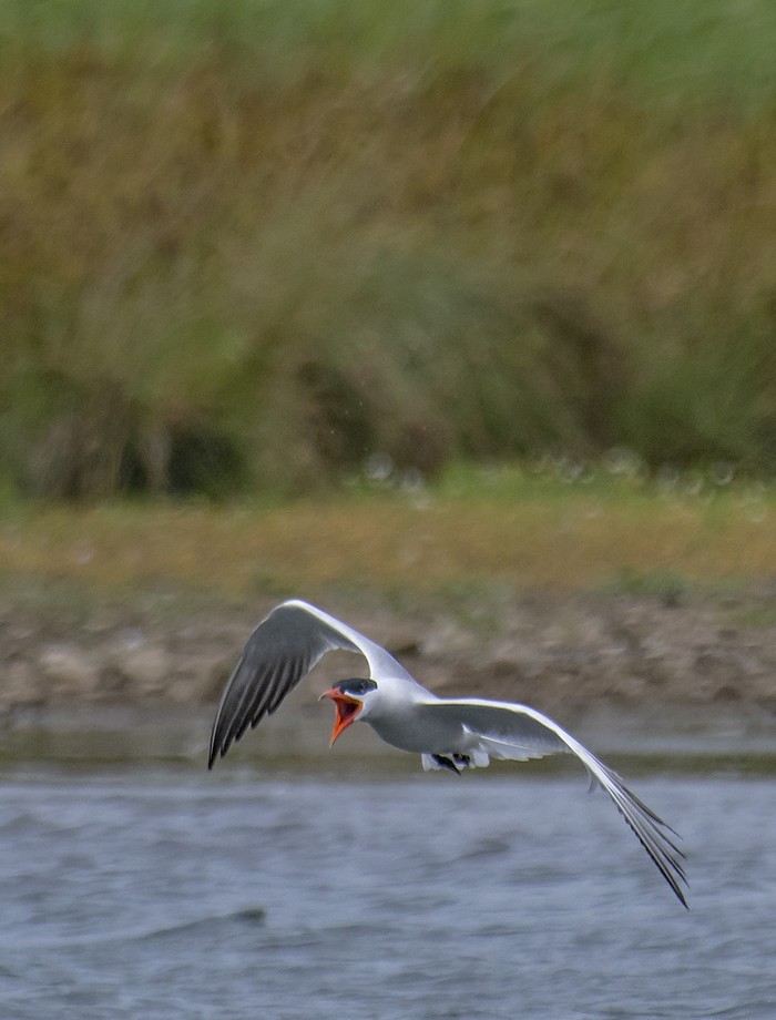 Caspian Tern