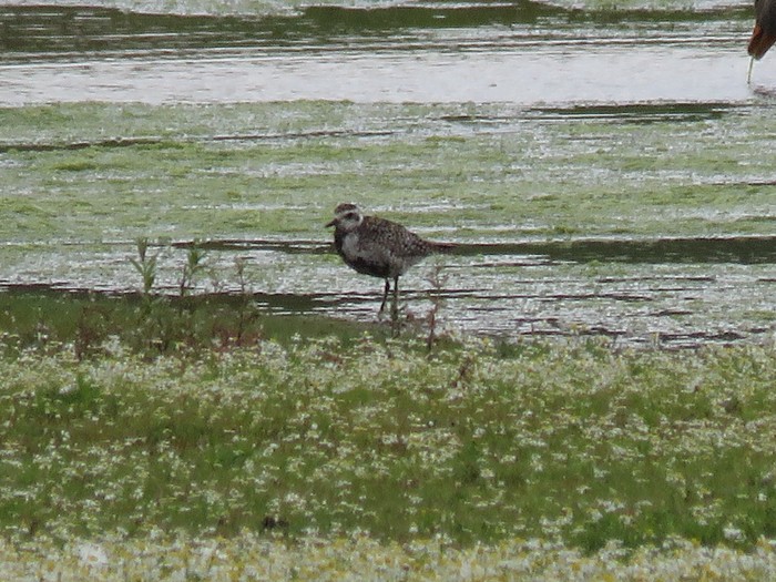 Pacific Golden Plover