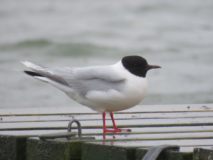 Little Gull