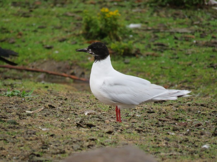 Little gull