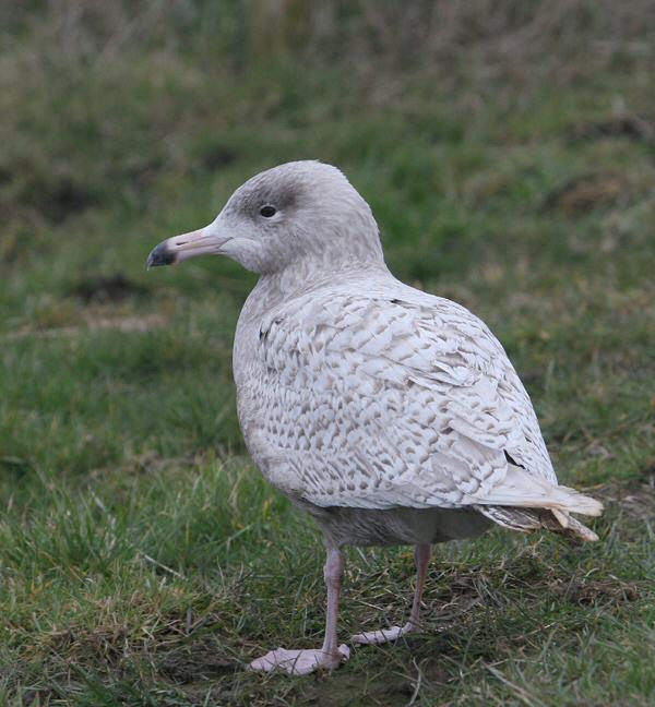 Glaucous Gull