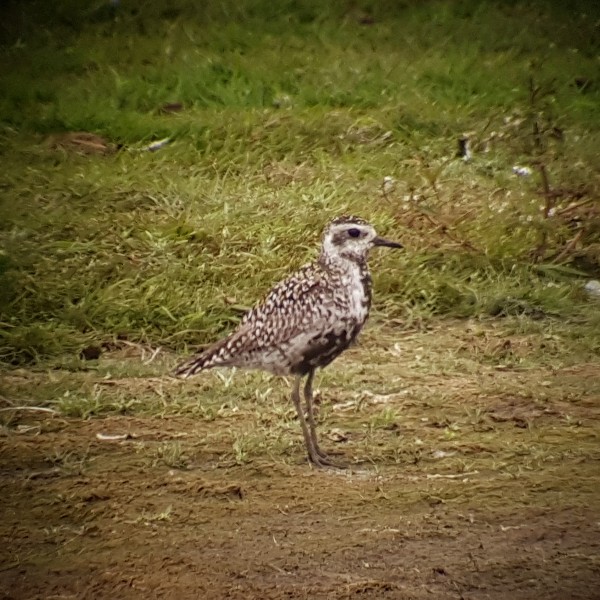Pacific Golden Plover