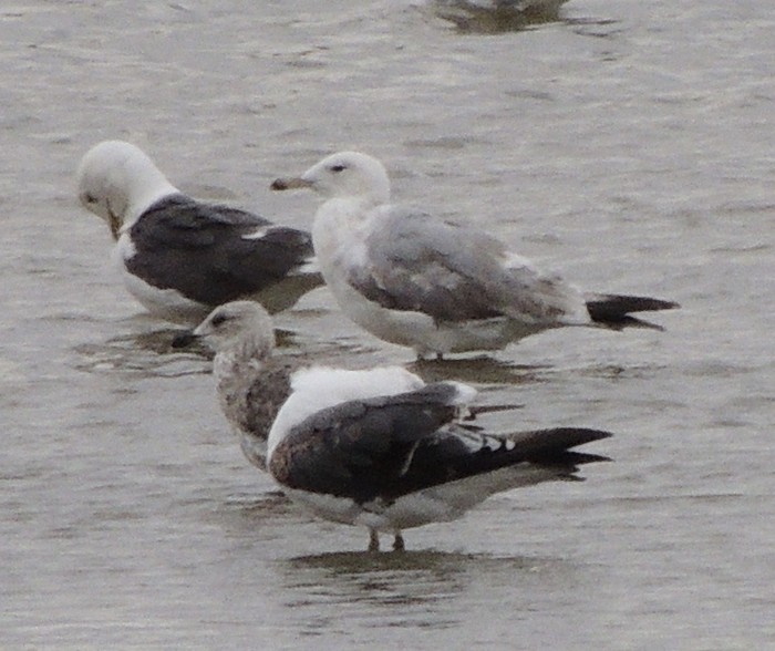 Caspian Gull