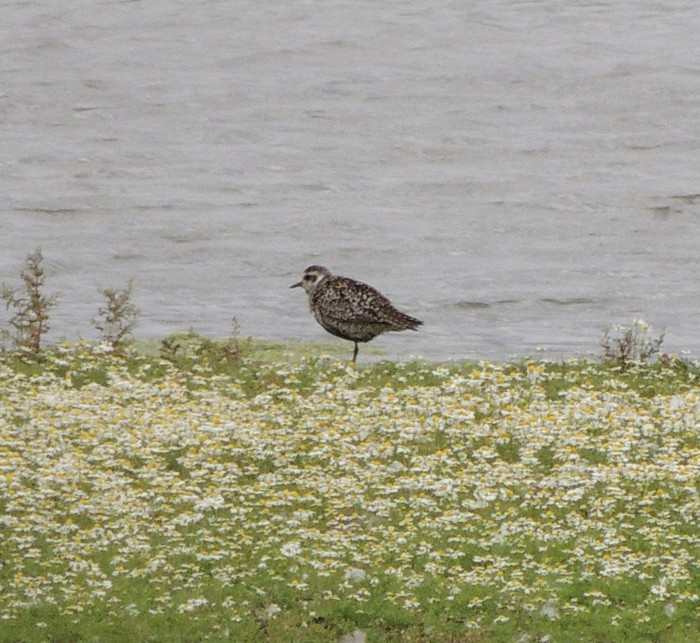 Pacific Golden Plover