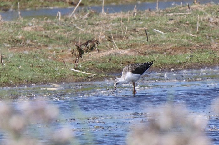 Black-winged Stilt