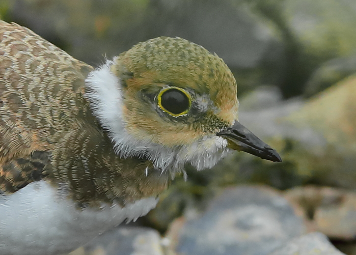 Little Ringed Plover
