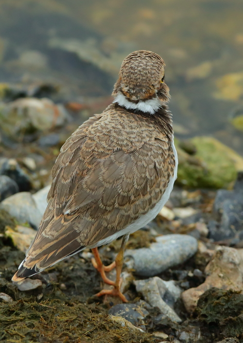 Little Ringed Plover