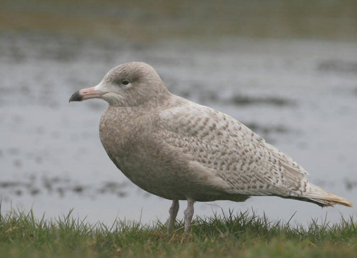 Glaucous Gull