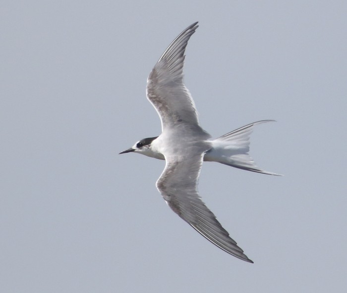 Arctic Tern