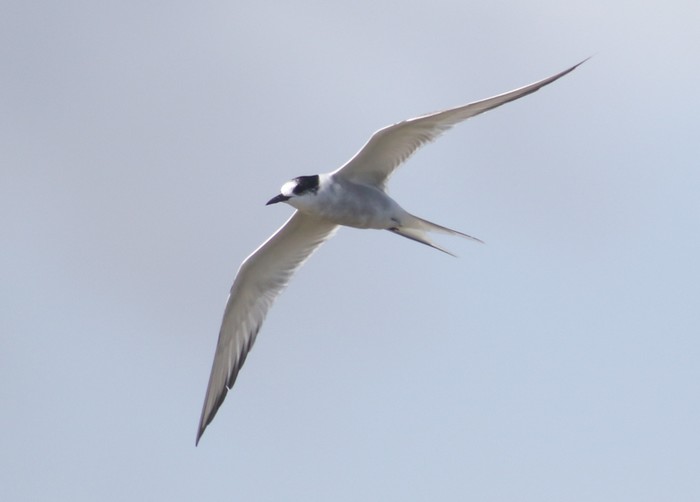 Arctic Tern
