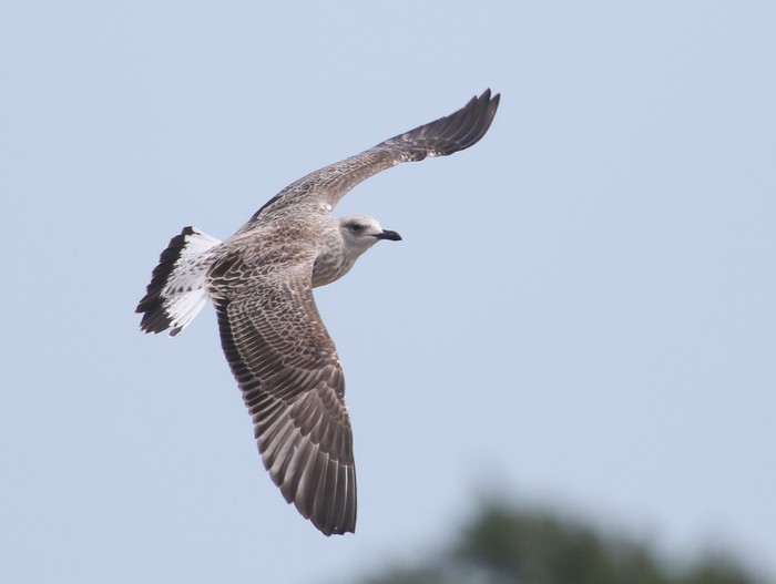 Yellow-legged Gull