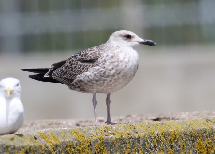 Yellow-legged Gull