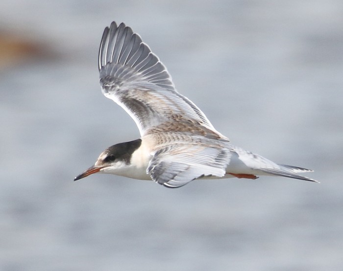 Common Tern