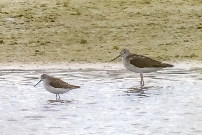 Marsh Sandpiper