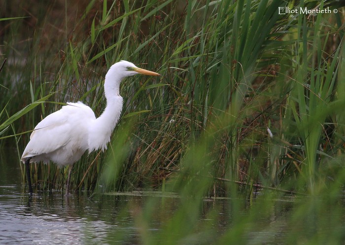 Great White Egret
