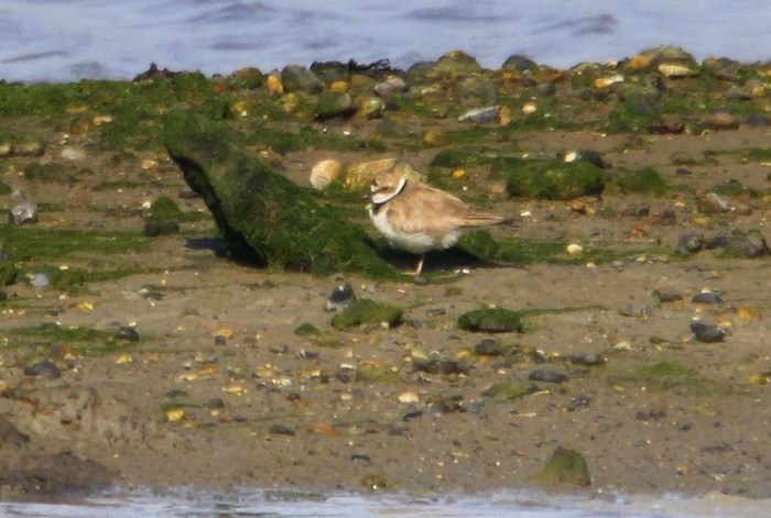 Little Ringed Plover