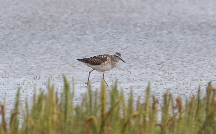 Wood Sandpiper