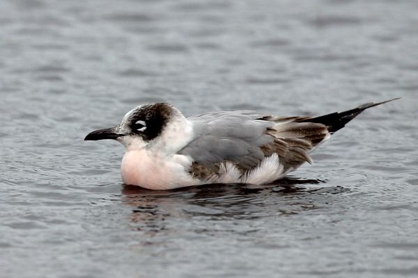 Franklin's Gull