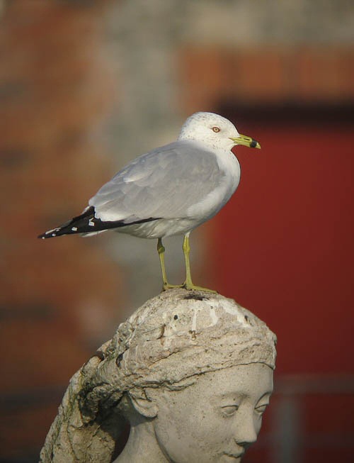 Ring-billed Gull