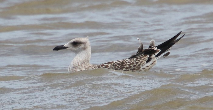 Yellow-legged Gull