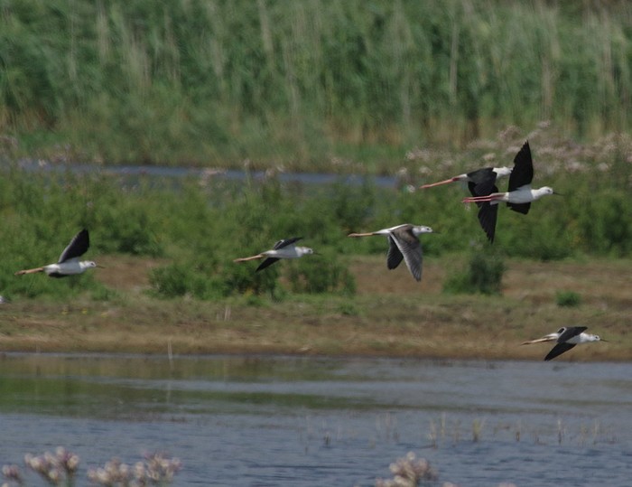 Black-winged Stilt