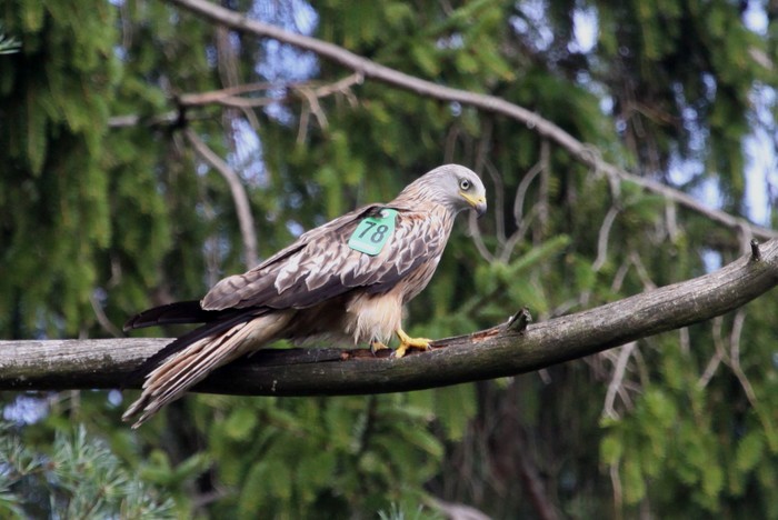 Red Kite