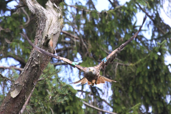 Red Kite